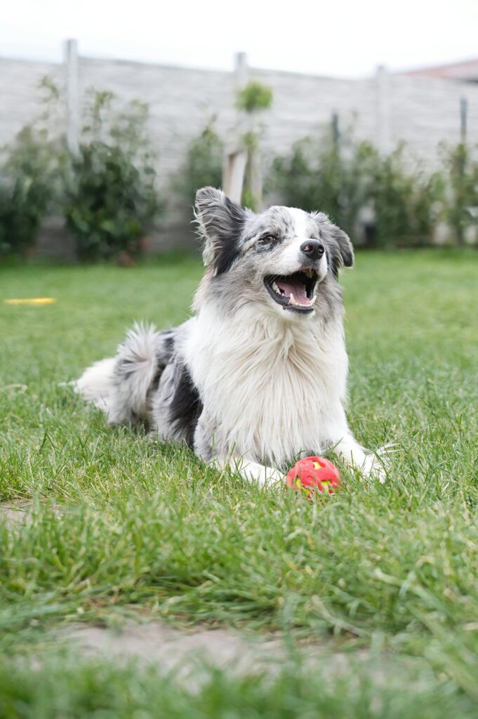 Dog Friendly Restaurants in Johannesburg 8 pexels michal petras 2152077115 32234780